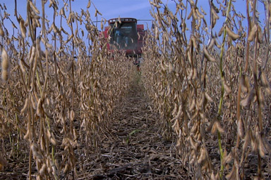 Soybeans being harvested.