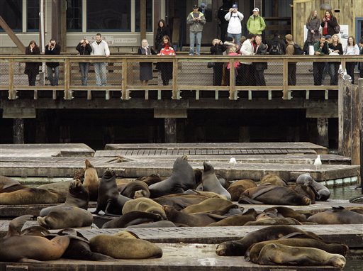 FILE - In this Jan. 14, 2008 file photo, Tourists watch sea lions on boat docks at Pier 39 in San Francisco. Last month, marine scientists counted more than 1,500 sea lions on fabled Pier 39, a record number that delighted tourists and baffled experts. Why so many? Why were they sticking around? But now, almost all of the sea lions are gone, leaving the experts guessing where they went and why. (AP Photo/Ben Margot) (AP)