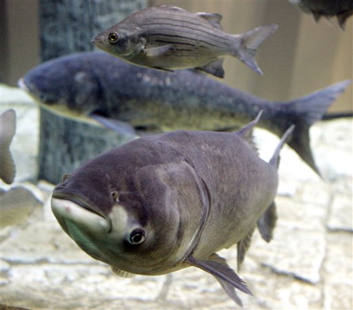 FILE - In this Thursday, Jan. 5, 2006 file photo, a bighead carp, front, a species of the Asian carp, swims in a new exhibit that highlights plants and animals that eat or compete with Great Lakes native species, at Chicago's Shedd Aquarium. Illinois environmental officials will dump a toxic chemical into a nearly 6-mile stretch of the Chicago Sanitary and Ship Canal Wednesday, Dec. 2, 2009 to keep the voracious Asian carp from entering the Great Lakes while an electrical barrier is turned off for maintenance. (AP Photo/M. Spencer Green, File) (AP)