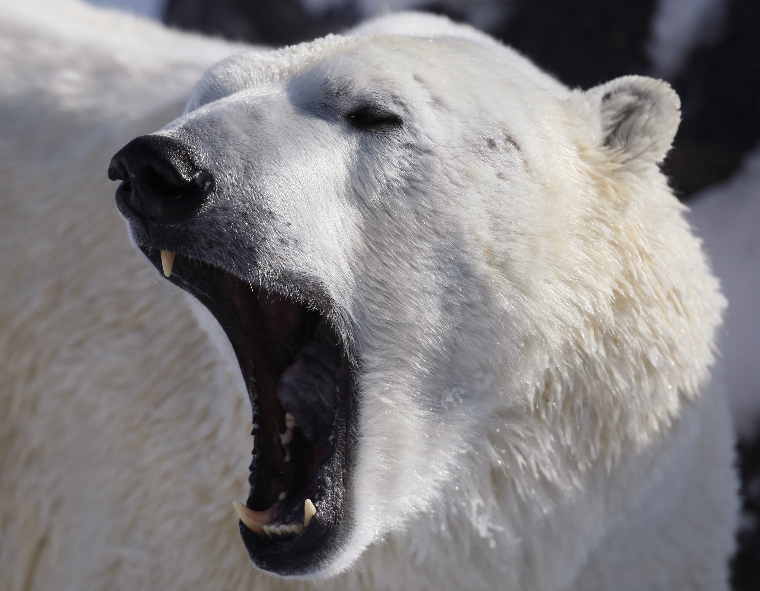 A polar bear is seen at St-Felicien Wildlife Zoo in St-Felicien, Quebec March 6, 2008. REUTERS/Mathieu Belanger (CANADA) (Reuters)