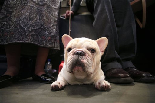 Tate, a 2-year-old French bulldog from Pennsburg, Pa., waits to compete in the wings during the 134th Westminster Kennel Club Dog Show, Monday, Feb. 15, 2010 in New York. There are 2,500 dogs competing at Madison Square Garden for best in show, to be presented Tuesday night. (AP Photo/Mary Altaffer) (AP)