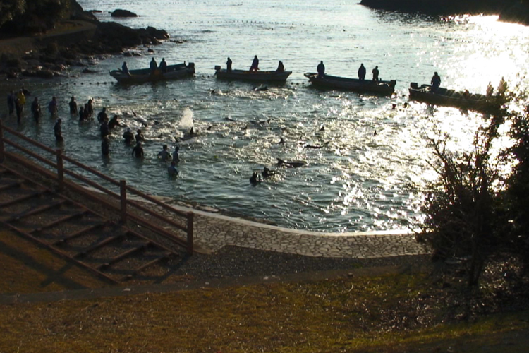 A still from "The Cove."