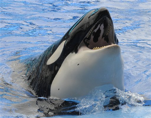 A killer whale raises its head out of the water Saturday, Feb. 27, 2010, during the first show since an orca killed a trainer at the SeaWorld theme park in Orlando, Fla. (AP Photo/Phelan M. Ebenhack, Pool) (AP)