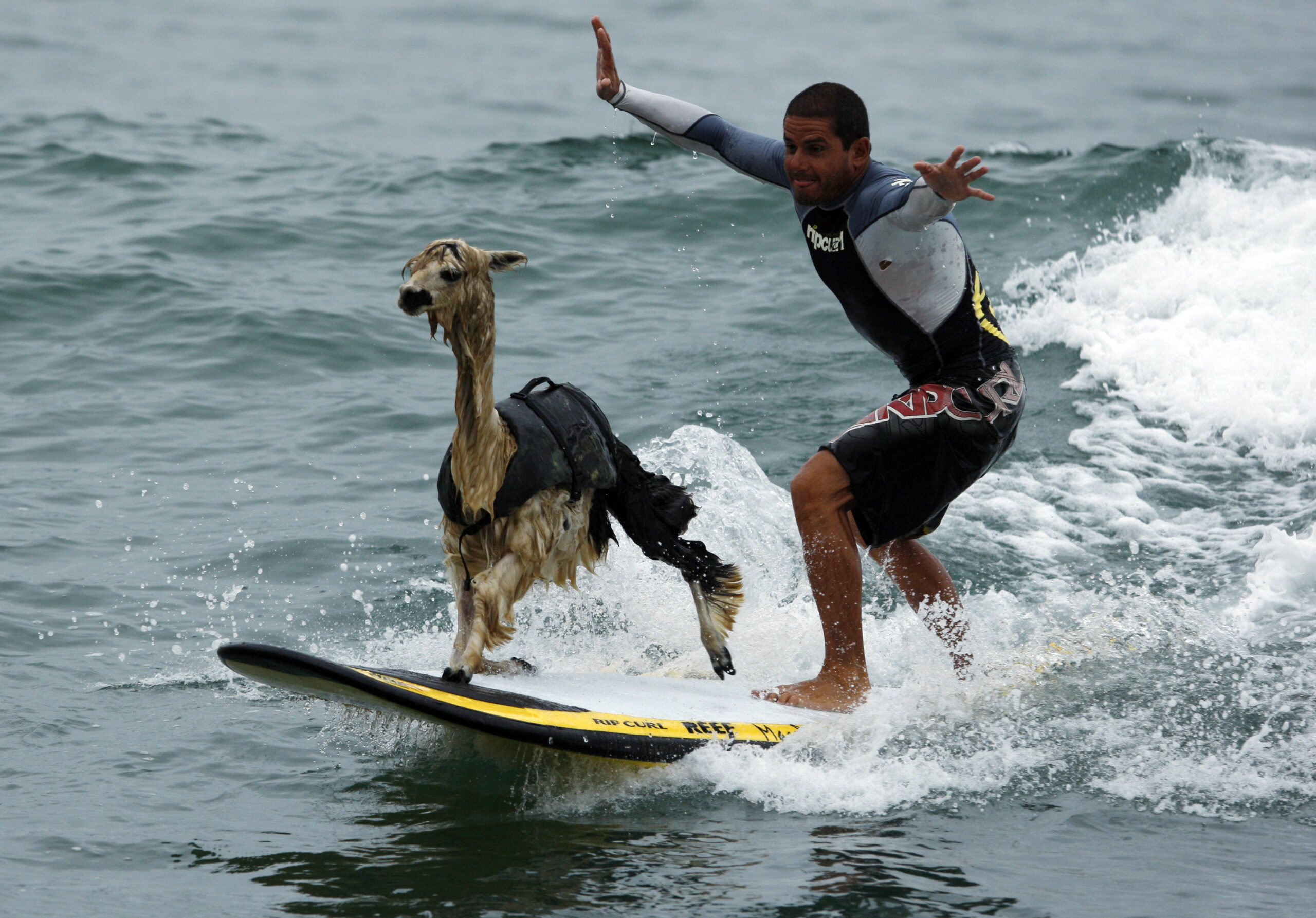 Peruvian surfer Domingo Pianezzi rides a wave with his alpaca Pisco at San Bartolo beach in Lima March 16, 2010. Pianezzi has spent a decade training dogs to ride the nose of his board when he catches waves, and now he is the first to do so with an alpaca. 
 REUTERS/Pilar Olivares   (PERU - Tags: ANIMALS SOCIETY SPORT IMAGES OF THE DAY) (Reuters)