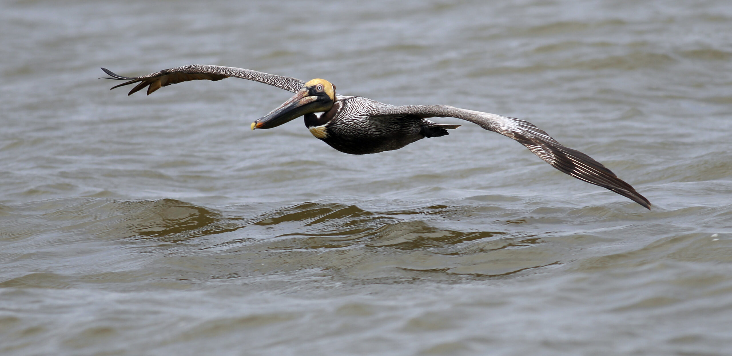 A pelican flies over the Gulf of Mexico where oil leaking from the Deepwater Horizon wellhead continues to spread south of Venice, Louisiana April 30, 2010. The United States scrambled on Friday to ward off an ecological disaster that could cost billions of dollars as a huge, spreading oil spill reached coastal Louisiana, imperiling wildlife and seafood areas.  REUTERS/Carlos Barria (UNITED STATES - Tags: DISASTER ENERGY ENVIRONMENT ANIMALS) (Reuters)