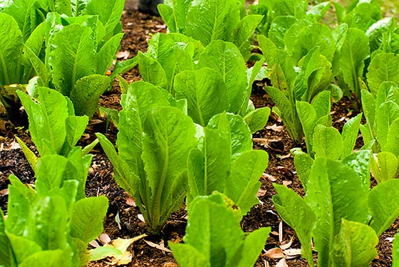 Baby romaine lettuce.