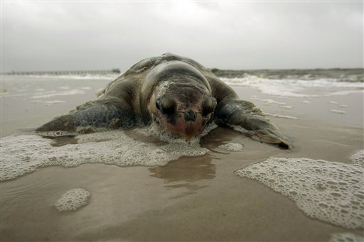 A dead sea turtle lies on the beach in Pass Christian, Miss., Sunday, May 2, 2010. Researchers from the Institute of Marine Mammal Sciences from Gulfport, Miss., collected the turtles and will examine them to determine the cause of death. (AP Photo/Dave Martin) (AP)