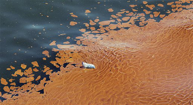 A dead Portuguese Man-O-War floats on a blob of oil in the waters of Chandeleur Sound off of La., Tuesday, May 4, 2010.  (AP Photo/Eric Gay) (Eric Gay)