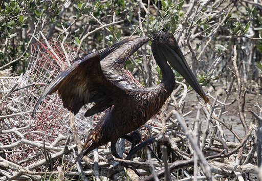 An oil-covered pelican flaps its wings on an island in Barataria Bay off the coast of Louisiana, Sunday, May 23, 2010. The island is home to hundreds of brown pelican nests as well at terns, gulls and roseate spoonbills and is being impacted by oil from the Deepwater Horizon Oil Spill. (AP Photo/Patrick Semansky) (AP)
