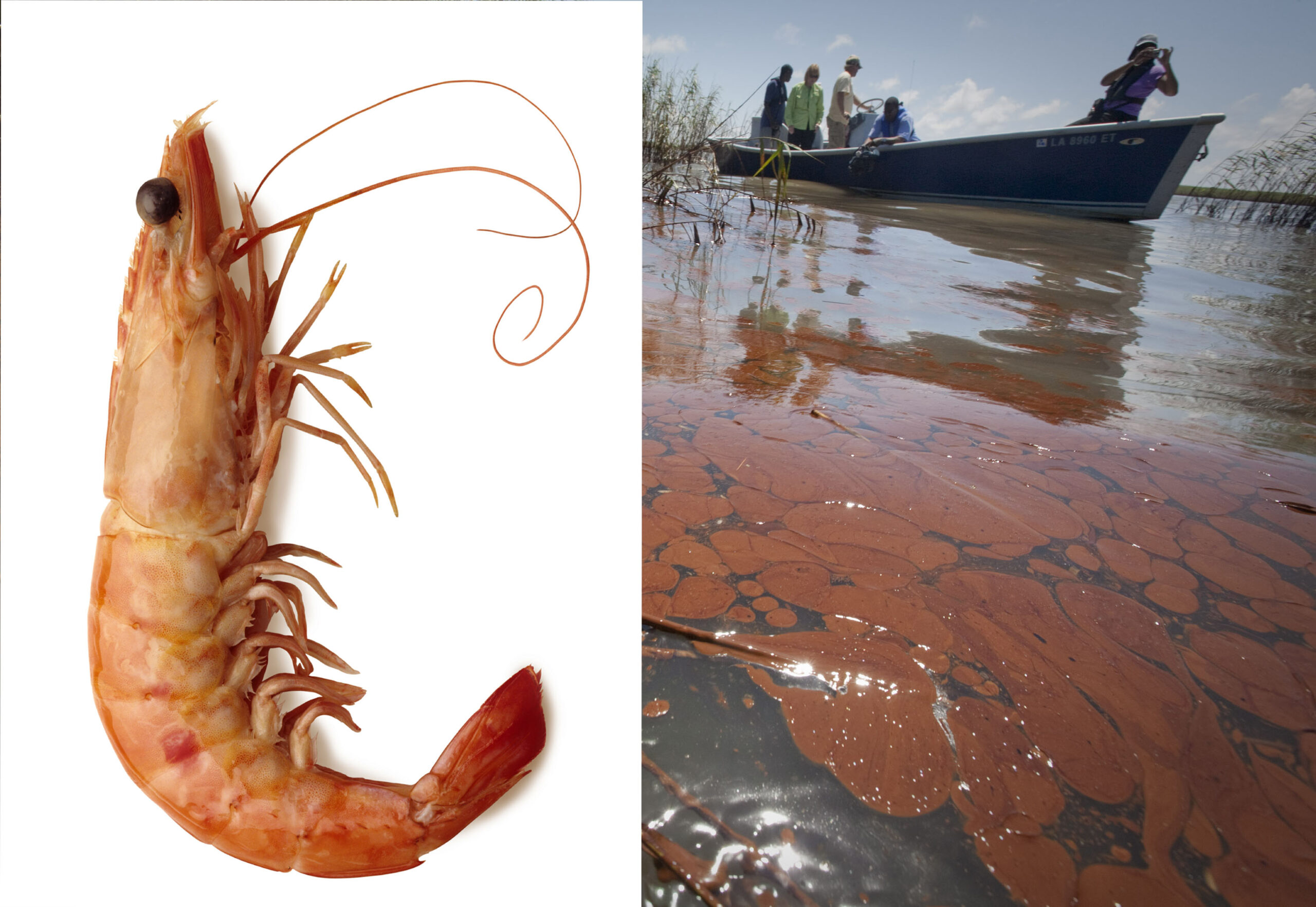 A boat passes through heavily oiled marsh near Pass a Loutre, Louisiana May 20, 2010. For nearly a month, roughly 5,000 barrels (210,000 gallons/795,000 liters) of oil per day have been gushing from BP's broken Deepwater oil well situated in the Gulf of Mexico, in what could be named the worst oil spill in U.S. history. REUTERS/Lee Celano (UNITED STATES - Tags: DISASTER ENVIRONMENT) BUSINESS ENERGY) (Â© Lee Celano / Reuters)