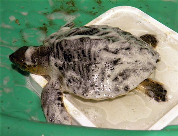 In this Tuesday May 18, 2010 photo provided by the Audubon Aquarium, the first sea turtle rescued from the Gulf of Mexico oil spill _ a baby Kemp's ridley _ lies, all soaped up, in its wading pool bathtub shortly after its arrival at the aquarium's Aquatics Center on New Orleans' west bank. The turtle was found about 35 miles from Venice, La., and was brought by boat and vehicle to New Orleans. (AP Photo/Audubon Nature Institute, Meghan Calhoun) NO SALES (Meghan Calhoun)