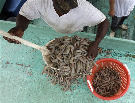 Hosea Wilson loads shrimp from their catch into a basket, Monday, May 3, 2010, at the Venice Marina in Venice, La. NOAA has restricted commercial and recreational fishing in oil-affected portions of the Gulf of Mexico. Their boat has been recruited to aid with the oil spill clean up efforts.  (AP Photo/Eric Gay) (AP)
