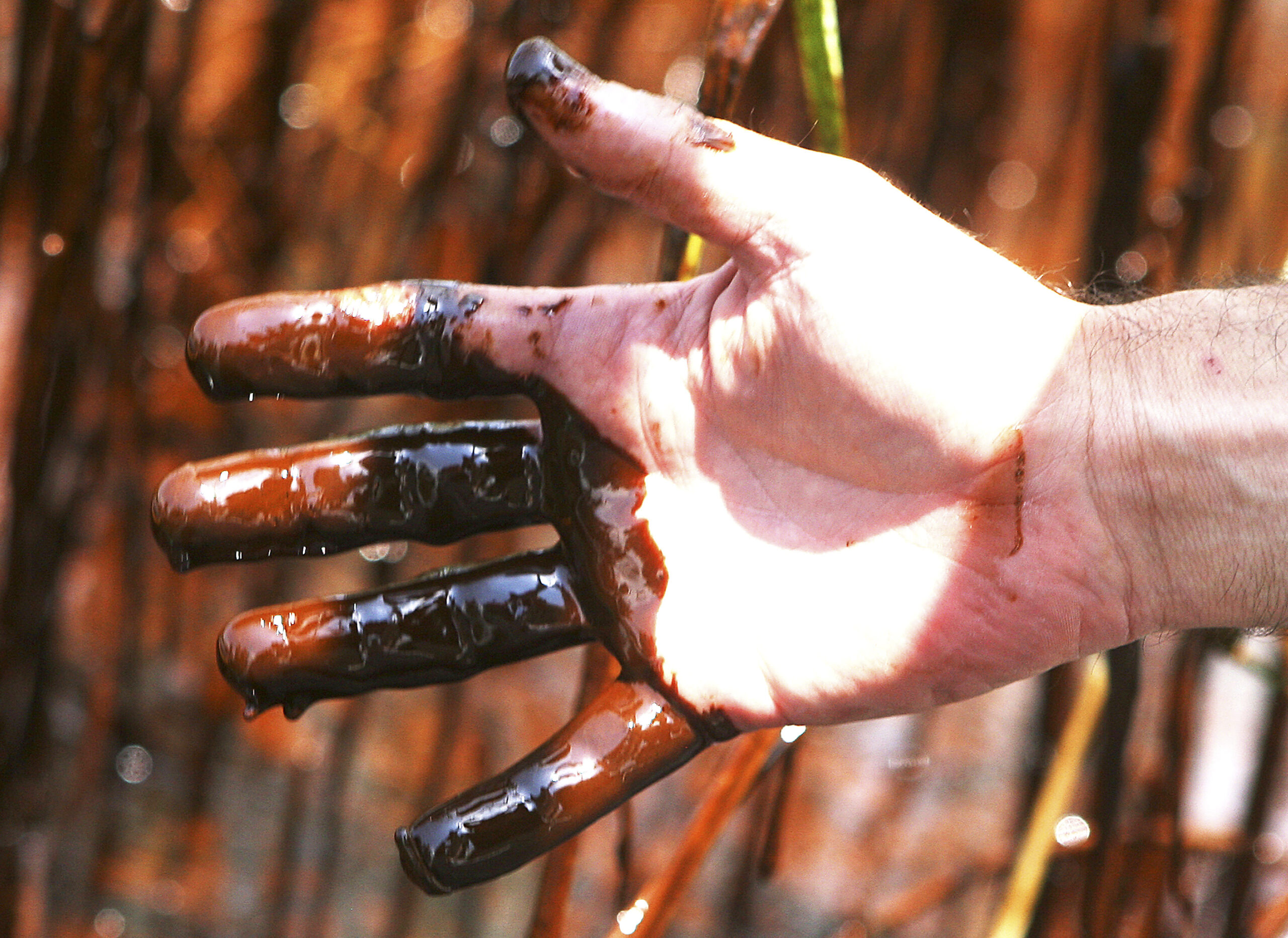 Garret Graves with the Coastal Protection and Restoration Authority shows his hand after collecting oil samples in Pass A Loutre near Venice, Louisiana on May 26, 2010. Louisiana Governor Jindal gave a tour of the area to reporters showing the damage of the oil spill. BP launched an ambitious deep sea operation to choke off a gushing oil leak in the Gulf of Mexico on Wednesday, but President Barack Obama cautioned Americans there was no guarantee it would work. BP is under intense pressure from Obama to bring a swift end to the five-week-old spill that threatens an environmental catastrophe and has ignited a political storm. QUALITY FROM SOURCE   REUTERS/Sean Gardner (UNITED STATES - Tags: DISASTER ENVIRONMENT BUSINESS) (Reuters)