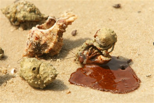Hermit crabs covered in reddish-brown oil are shown on the coast at Dauphin Island, Ala., Tuesday, June 1, 2010. (AP Photo/Mobile Press-Register, John David Mercer)  NO SALES; MAGS OUT (AP)