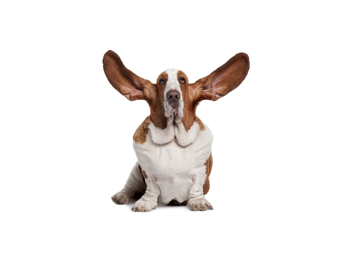 Basset Hound with ears up, 2 years old, sitting in front of white background (Eric IsselÅ½e)