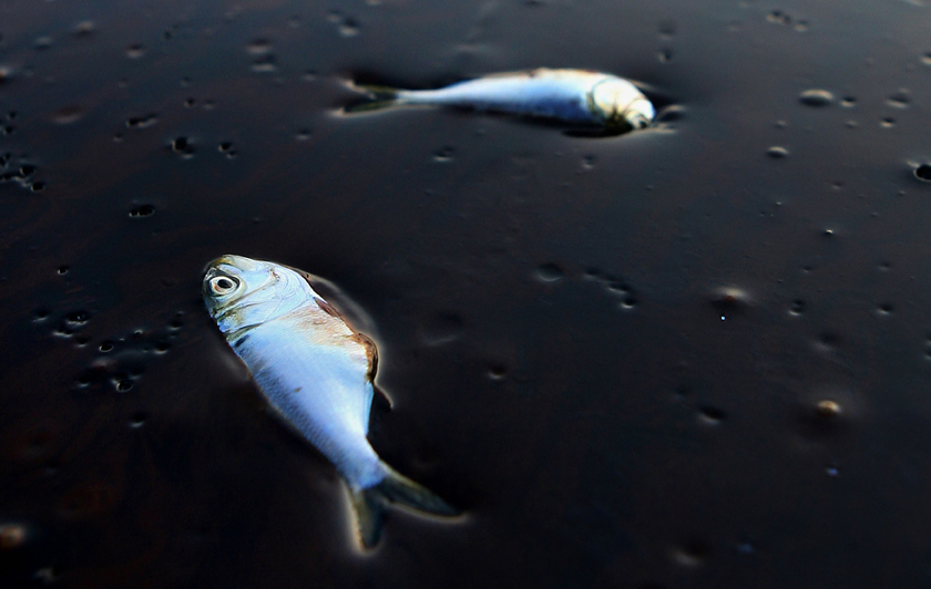 Poggy fish lie dead stuck in oil in Bay Jimmy near Port Sulpher, Louisiana June 20, 2010.  The BP oil spill has been called one of the largest environmental disasters in American history. REUTERS/Sean Gardner (UNITED STATES - Tags: DISASTER ENVIRONMENT ENERGY ANIMALS BUSINESS) (Â© Sean Gardner / Reuters)