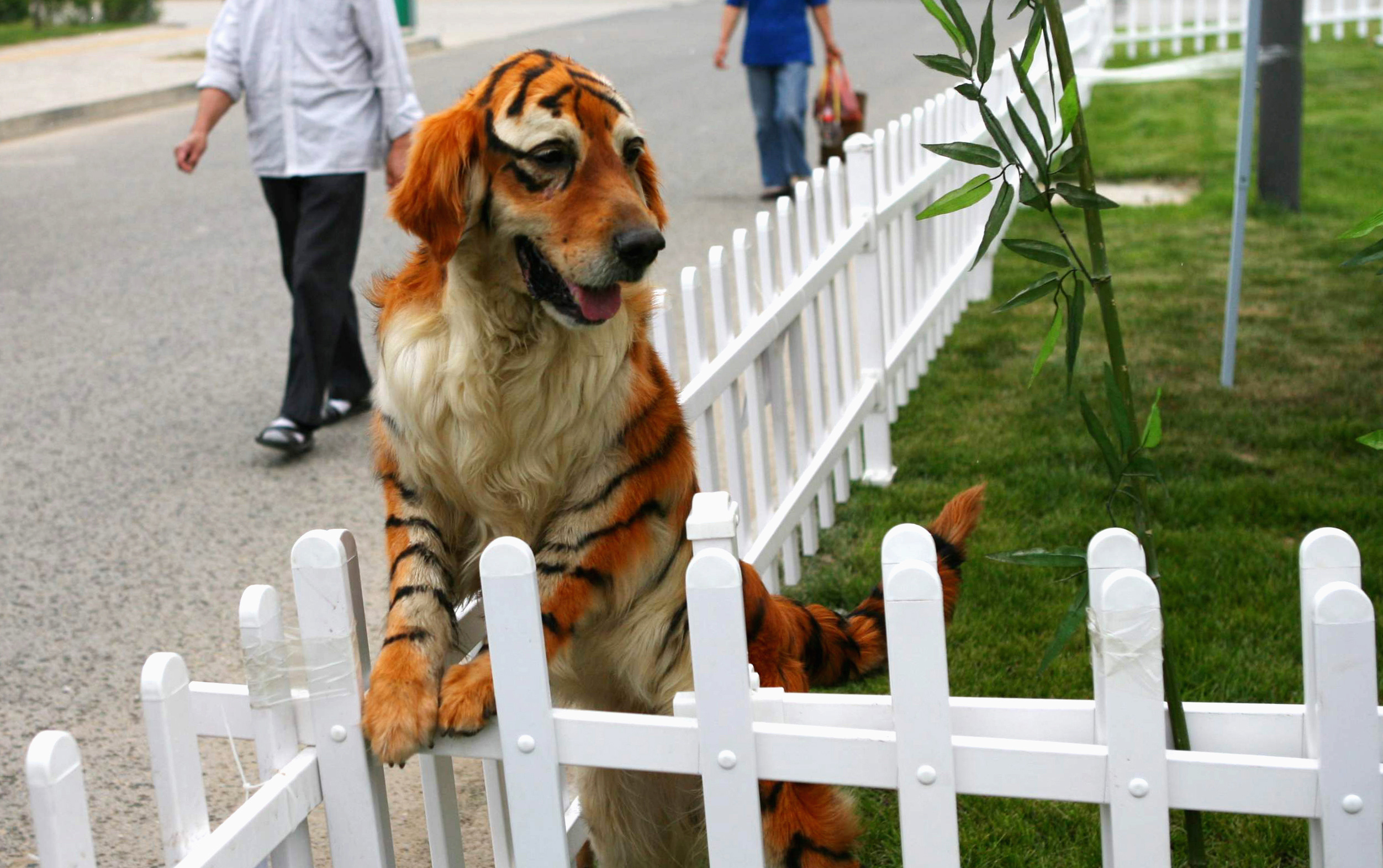 A Golden Retriever, dyed to look like a tiger, plays at the Dahe Pet Civilization Park in Zhengzhou, Henan province June 8, 2010.  The park bought the Golden Retriever and four Chow Chows, dyed to resemble pandas, from a pet market in Sichuan as an attempt to attract visitors, local media said. REUTERS/Donald Chan (CHINA - Tags: ANIMALS SOCIETY) (Â© Donald Chan / Reuters)