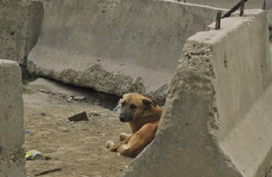 FILE - In this Nov. 23, 2008 file photo, Iraqi police officer Qassim Ahmed takes aim before shooting a stray dog in the Mansour neighborhood of Baghdad, Iraq. Baghdad officials say 58,000 stray dogs have been killed in and around the Iraqi capital over the past three months as part of a campaign to combat dog attacks. (AP Photo/Asaad Mouhsin, File) (AP)