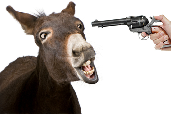 donkey (4 years) in front of a white background (Eric IsselÃ©e)