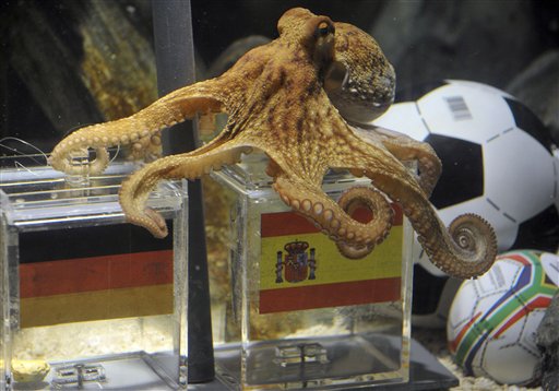 Octopus Paul fixes the spanish box during his oracel for the semifinal match at the World Cup in South Africa between Germany and Spain in the SeaLife Aquarium in Oberhausen, Germany, Tuesday, July 6, 2010. Paul predicted all German matches during the World Cup 100 procent right. Octopus oracle Paul is predicting Germany will be defeated by Spain at the World Cup semifinal.  Sea Life Aquarium's spokesman Daniel Fey said Tuesday that the famous mollusk from Oberhausen chose a mussel from a glass tank marked with a Spanish flag, while ignoring the tank marked with the German colors - indicating a Spanish victory in Wednesday's semifinal. (AP Photo/dapd/Mark Keppler) (AP)