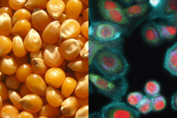 Does high-fructose corn syrup cause cancer? - Salon.com