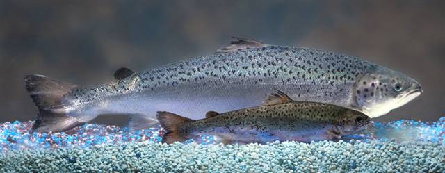 One of AquaBounty's genetically modified salmon compared with a wild salmon of the same age