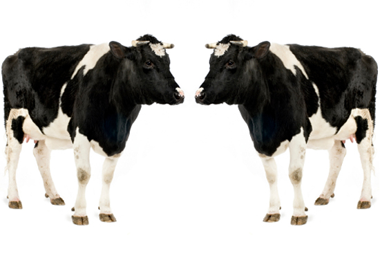 Calf and his mother in front of a white background (Eric IsselÃ©e)