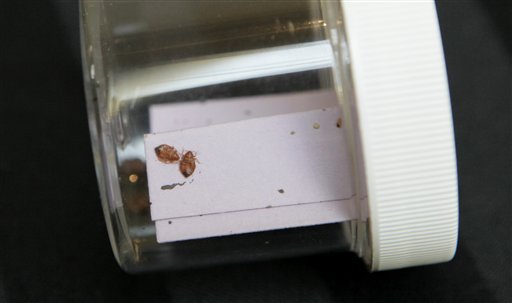 Live bed bugs are displayed in a container during the first North American Bed Bug Summit, Tuesday, Sept. 21, 2010, in Rosemont, Ill. The event's sponsor, BedBug Central, says the two-day summit will host 14 of the nations leading entomologist and bed bug specialists, along with a gathering of bed bug-industry related vendors. (AP Photo/M. Spencer Green) (AP)
