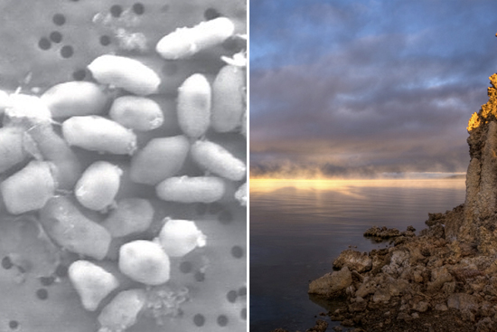 GFAJ-1 grown on arsenic, left, and the Mono Lake Research area