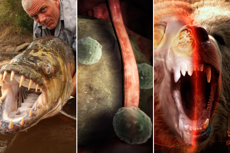 From left: "River Monsters," "Monsters Inside Me" and "I, Predator"