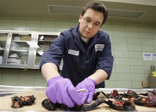 Assistant State Veterinarian Dr. Brandon Doss examines dead red-winged blackbirds at the Arkansas Livestock and Poultry Commission Diagnostic Laboratory in Little Rock, Ark., Monday, Jan. 3, 2011. Scientists are investigating whether bad weather, fireworks or poison might have forced more than 3,000 red-winged blackbirds out of the sky, or if a disoriented bird simply led the flock into the ground. (AP Photo/Danny Johnston) (AP)