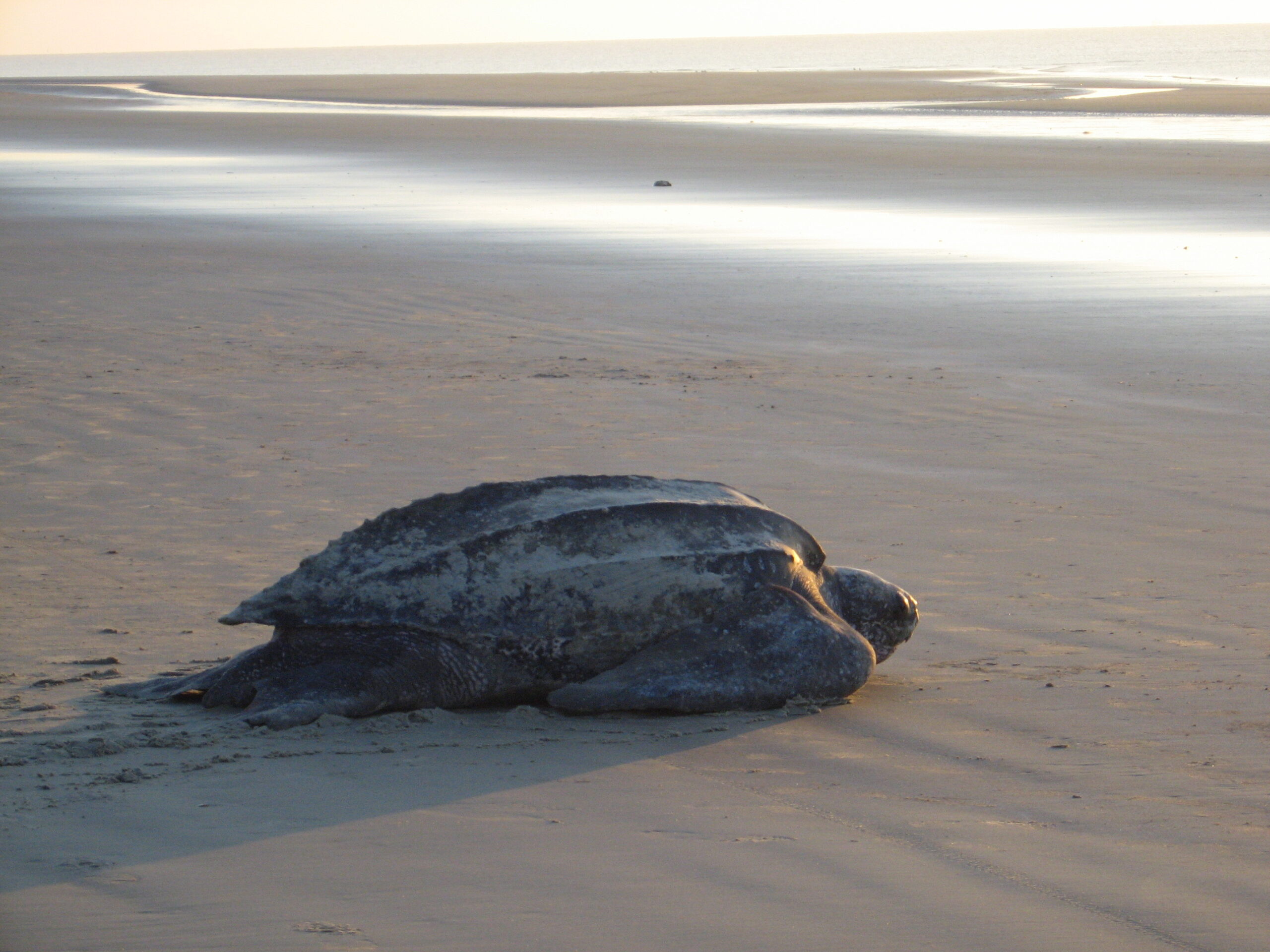 A leatherback turtle (Mark Dodd / Wildlife Resources Division, State of Georgia)