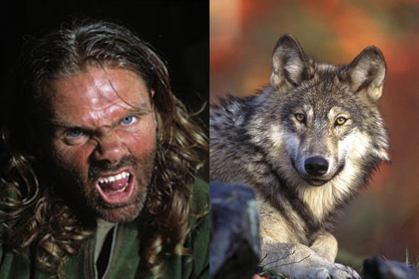 FILE - This undated handout photo provided by the U.S. Fish and Wildlife Service shows a gray wolf.  An environmental group has filed notice that it will sue the federal government to force it to adopt a plan for the recovery of gray wolves across the lower 48 states. Biologists with the Arizona-based Center for Biological Diversity said Tuesday, Dec. 21, 2010 they want to expand that recovery nationwide. (AP Photo/U.S. Fish and Wildlife Service,file) (Anonymous)