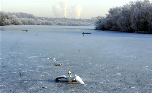 A swan tries to break free of the ice on the frozen lake at the Fairburn Ings Bird Sanctuary near Castleford, England, Tuesday Dec. 21, 2010, as the deep freeze in the Britain continues. Major delays and cancellations persisted at European airports including London's Heathrow, and on the Eurostar train link, leaving thousands stranded across Europe as Christmas approached. Predicted snowfall at Heathrow did not materialize overnight, allowing cleanup crews to intensify their work, but more than half the flights at Europe's busiest international hub were expected to be cancelled.(AP Photo/John Giles-pa)  UNITED KINGDOM OUT: NO SALES: NO ARCHIVE: (AP)