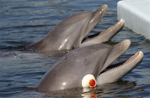 In this Jan. 11, 2011 photo, an Atlantic bottlenose dolphin named  Tanner, foreground, imitates the behavior of another dolphin, Kibby, rear, at the Dolphin Research Center in Grassy Key, Fla. During the study Tanner, who wore eyecups to block his vision, was able to copy the behavior of the other dolphin without the use of vision. (AP Photo/Wilfredo Lee) (AP)