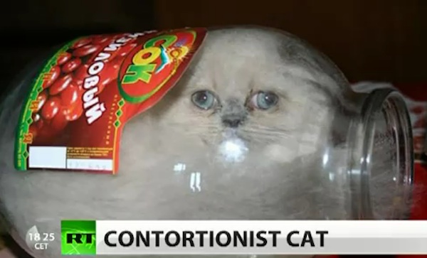How does Mewdini make you feel?