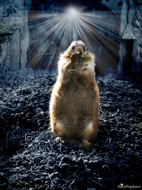 An artist's rendition of Punxatawney Phil.