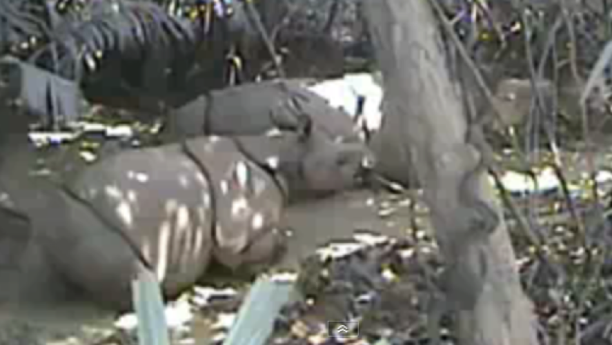 Footage captured by hidden cameras of the Java rhino in Indonesia's Ujung Kulon National Park