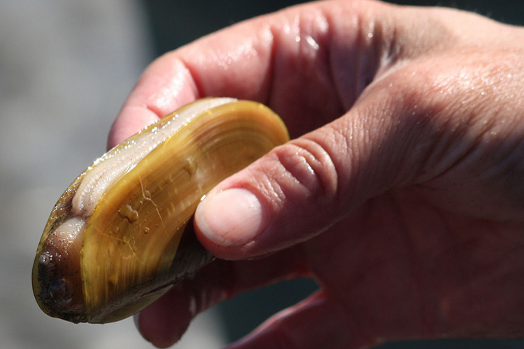 A razor clam