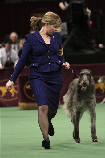 Scottish deerhound Foxcliffe Hickory Wind is led in the ring during competition at the 135th Westminster Kennel Club Dog Show on Monday, Feb. 14, 2011, at Madison Square Garden in New York. The dog won the hound division. (AP Photo/Mary Altaffer) (AP)