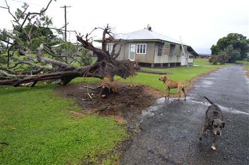A man works to repair damage to the roof of his house while his dogs inspect a fallen tree in Kamma, Australia, Thursday, Feb. 3, 2011, after Cyclone Yasi brought heavy rain and howling winds gusting to 186 mph (300 kph). The massive cyclone struck northeastern Australia early Thursday, tearing off roofs, toppling trees and cutting electricity to more than 170,000 people, the most powerful storm to hit the area in nearly a century. (AP Photo/Rick Rycroft) (AP)