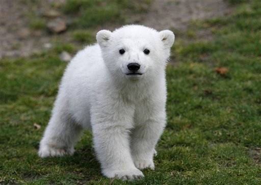 FILE - In this March 23, 2007 file photo, Knut, the polar bear cub, has its first public appearance with his keeper in the Berlin zoo. A Berlin zoo official says world-famous polar bear Knut has died. Bear keeper Heiner Kloes said that four-year-old Knut died Saturday afternoon while alone in his compound. He says the cause is not yet clear. (AP Photo/Markus Schreiber, File) (AP)