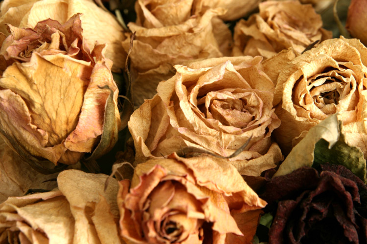 bouquet of dried roses