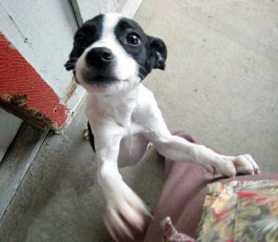 The puppy, now named Wall-e, who survived two attempts euthanization shots.