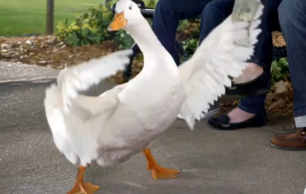 Is this the same squawk?