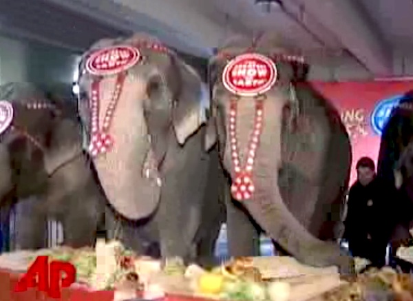 Pachyderm Passover