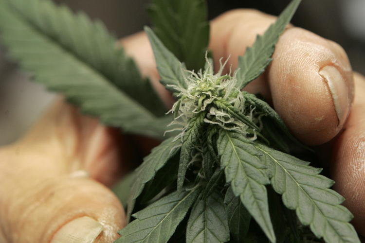 The bud of a marijuana plant grown at a home in Mendocino County.