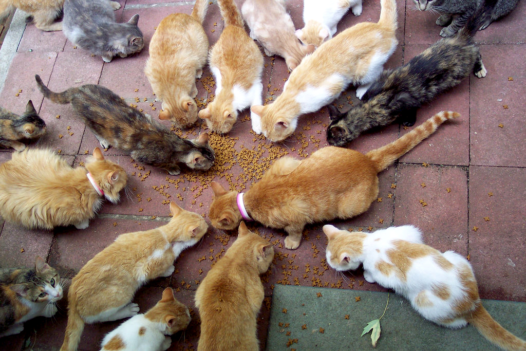 Feeding time for all my friends.