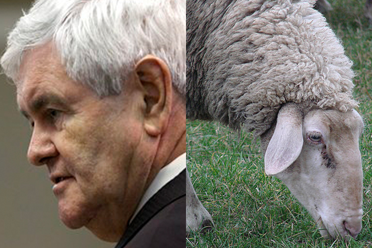 Newt Gingrich