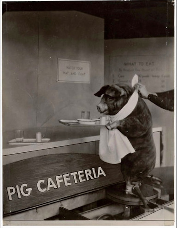 Government's attempts to explain healthy pig diet through motivational poster goes awry.